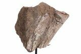 Fossil Sauropod Limb Section with Metal Stand - Colorado #335514-2